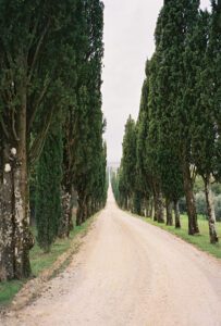 Road Way With Trees